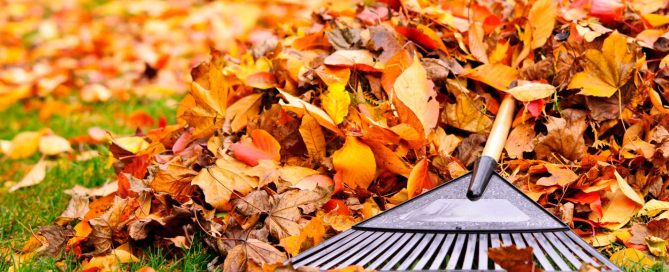 Can I Wait Until December for Lawn Care? Do This, Skip That - Turf Rain